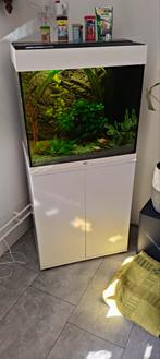 Juwel Lido 120 compleet, Dieren en Toebehoren, Vissen | Aquaria en Toebehoren, Ophalen, Gebruikt, Gevuld zoetwateraquarium
