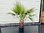 Palmboom - Washingtonia Robusta Multistam, Tuin en Terras, Planten | Bomen, In pot, Volle zon, Bloeit niet, Ophalen of Verzenden