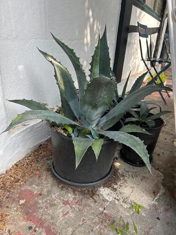 Agave Americana in Pot beschikbaar voor biedingen