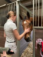 D/E pony gezocht, Dieren en Toebehoren, Ophalen of Verzenden, Nieuw