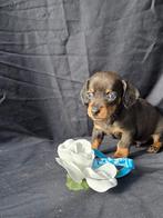 Kaninchen/dwerg teckel, Dieren en Toebehoren, Honden | Teckels en Dashonden, Kaninchen, CDV (hondenziekte), 8 tot 15 weken, Korthaar