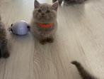 Britse korthaar kittens, Dieren en Toebehoren, Katten en Kittens | Raskatten | Korthaar, Meerdere dieren, Ontwormd, 0 tot 2 jaar