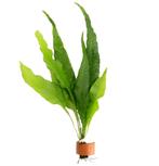 Javavaren Microsorum pteropus aquariumplanten, Dieren en Toebehoren, Vissen | Aquaria en Toebehoren, Ophalen of Verzenden, Nieuw