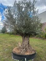 Olijfbomen zeer oude bomenNajaars aanbieding, Tuin en Terras, 100 tot 250 cm, Olijfboom, Zomer, Ophalen