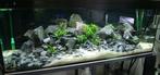 aquarium decoratie stenen, natuurlijke rotsen in uw aquarium, Nieuw, Plant(en), Steen of Hout, Ophalen of Verzenden