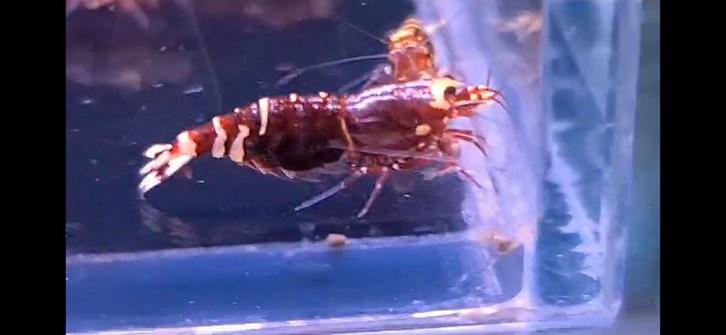 Red metallic Nanashi garnalen caridina aquarium bezorging, Dieren en Toebehoren, Vissen | Aquariumvissen, Kreeft, Krab of Garnaal