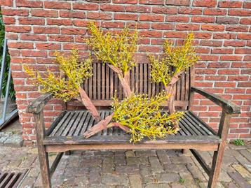 Palmzaden decoratie takken palm palmzaden beschikbaar voor biedingen