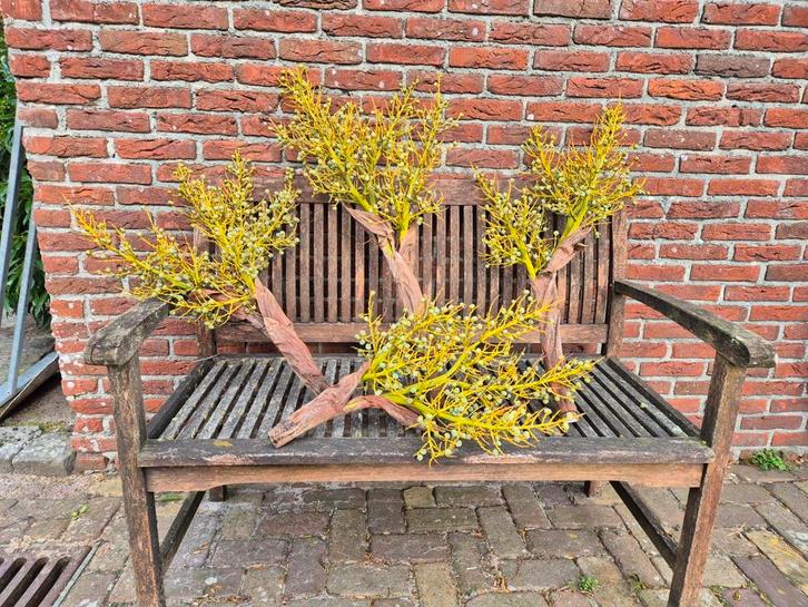 Palmzaden decoratie takken palm palmzaden, Tuin en Terras, Bloembollen en Zaden, Volle zon, Ophalen of Verzenden