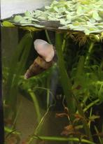 GRATIS torenslak - puntslak - slanke knobbelhoren, Dieren en Toebehoren, Vissen | Aquariumvissen