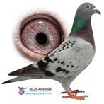 Postduiven, kleindochter SUPER 01, Vrouwelijk, Postduif