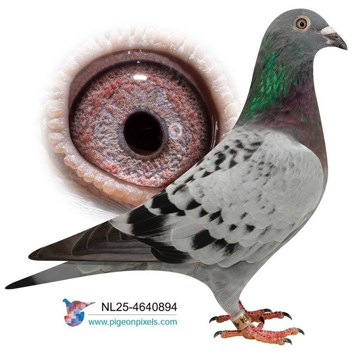 Postduiven, kleindochter SUPER 01, Dieren en Toebehoren, Vogels | Duiven, Postduif, Vrouwelijk