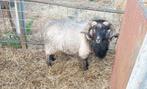 rammen OUESSANT dekrammen in meerdere kleuren, Dieren en Toebehoren, Mannelijk, Schaap, 0 tot 2 jaar