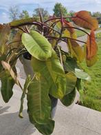 mooi grote Philodendron Erubescens, Ophalen, Overige soorten