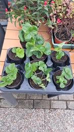 Aardbeienplanten. 7 prachtige en stevige uitlopers., Volle zon, Vaste plant, Ophalen of Verzenden, Zomer