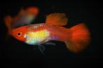 Nieuw binnen!!! Koi guppen met originele vrouwen!!!, Dieren en Toebehoren, Vis, Zoetwatervis
