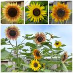 Zaden zonnebloem hoog mix, Ophalen of Verzenden, Voorjaar, Volle zon, Zaad