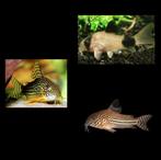 Aanbieding Corydorassen!!!, Dieren en Toebehoren, Vis, Zoetwatervis