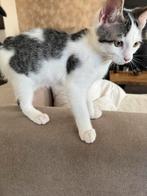 Noorse Boskat x Siamese kittens, Meerdere dieren, Ontwormd
