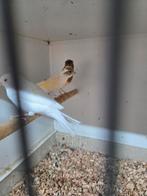 Witte kanaries, Meerdere dieren, Kleurkanarie