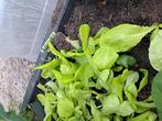 Gratis afvte halen jonge sla planten en andijvie, Tuin en Terras, Ophalen of Verzenden, Zo goed als nieuw