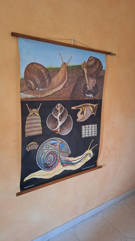 Oude schoolplaat 'De wijngaardslak', Antiek en Kunst, Antiek | Schoolplaten, Natuur en Biologie, Ophalen of Verzenden