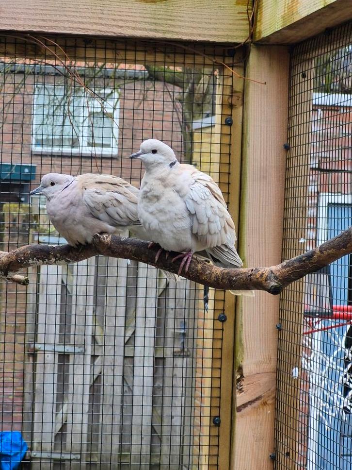 Duiven gratis, Dieren en Toebehoren, Vogels | Duiven, Overige soorten, Meerdere dieren