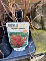 12 voor 15 Imperata cylindrica 'Red Baron' -Japans Bloedgras, Tuin en Terras, Planten | Tuinplanten, Ophalen of Verzenden, Siergrassen