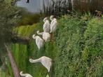 Ganzen, Meerdere dieren, Gans of Zwaan