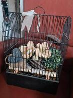 oude wedstrijd kooitjes, Antiek en Kunst, Curiosa en Brocante, Verzenden