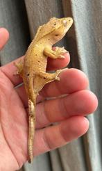 Wimpergekko vrouw red phantom dalmation 0.1.0, Dieren en Toebehoren, Reptielen en Amfibieën, Hagedis, Tam, 0 tot 2 jaar