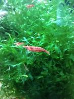 Vuurgarnalen  euro per stuk, Kreeft, Krab of Garnaal