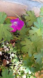 Tuingeranium roze, Volle zon, Vaste plant, Zomer, Ophalen