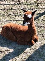 Bruine alpaca merrie met prachtige hengstcria, Dieren en Toebehoren, Overige Dieren, Mei, Meerdere dieren