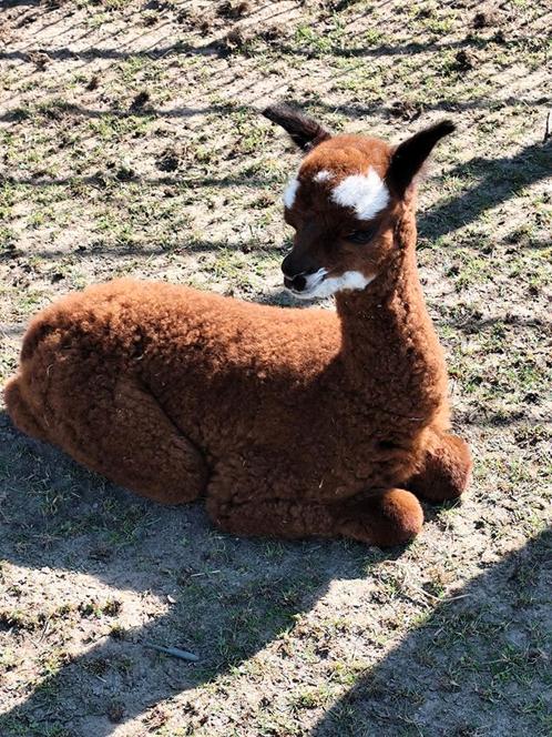 Bruine alpaca merrie met prachtige hengstcria, Dieren en Toebehoren, Overige Dieren, Meerdere dieren, Mei