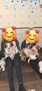 Kooiker Puppy's, Teef, Meerdere, 3 tot 5 jaar, Nederland