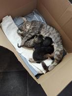 Kittens/kitten, Kortharig