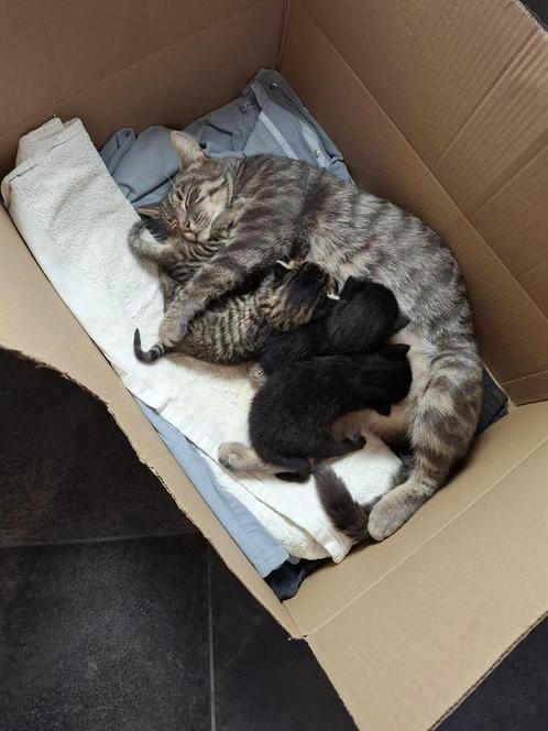Kittens/kitten, Dieren en Toebehoren, Katten en Kittens | Overige Katten, Kortharig