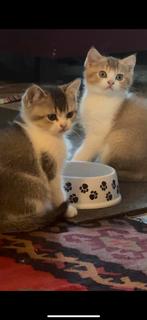 Britse  koorthaar kitten te koop, Dieren en Toebehoren, Katten en Kittens | Raskatten | Korthaar, Poes, Ontwormd, 0 tot 2 jaar