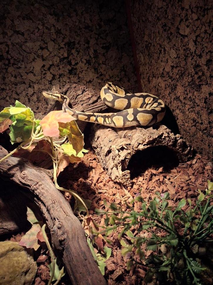 Vanille yellowbelly man koningspython met groot terrarium., Dieren en Toebehoren, Reptielen en Amfibieën, Slang