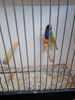 Mooie pastel gouldman, Dieren en Toebehoren, Mannelijk