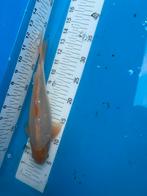 Gratis 25 cm goudvis, Dieren en Toebehoren, Goudvis(sen)