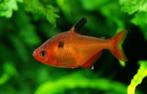 Rode Minor - Hyphessobrycon eques bij Koidreams in Valburg, Vis, Zoetwatervis