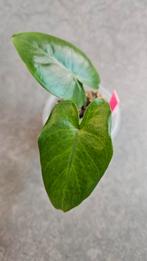 Alocasia Macrorrhiza Black Stem, Huis en Inrichting, Kamerplanten, Ophalen of Verzenden, Halfschaduw, Minder dan 100 cm