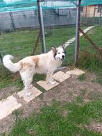 Wolf een geweldige lieve Reu, Dieren en Toebehoren, Honden | Niet-rashonden, Particulier, Rabiës (hondsdolheid), Reu, Buitenland