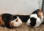 Cavia ( Beertjes), Dieren en Toebehoren, Juni, Mannelijk, Cavia