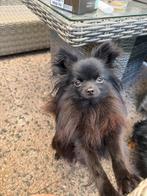 Lief mooi Dekreu Pompriaan, Reu, CDV (hondenziekte), 1 tot 2 jaar, Eén hond
