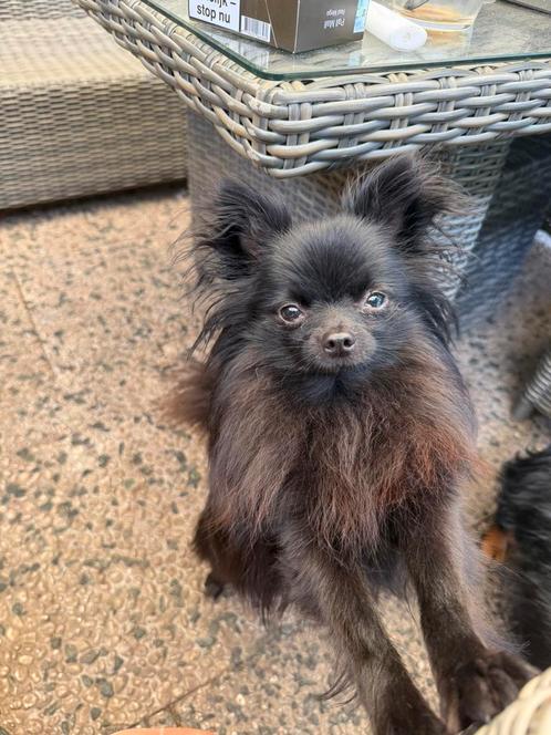 Lief mooi Dekreu Pompriaan, Dieren en Toebehoren, Honden | Dekreuen, Reu, Particulier, Eén hond, Nederland, 1 tot 2 jaar, CDV (hondenziekte)