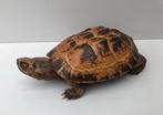 Opgezette  Schildpad Taxidermie., Verzamelen, Dierenverzamelingen, Overige soorten, Opgezet dier, Gebruikt, Ophalen of Verzenden