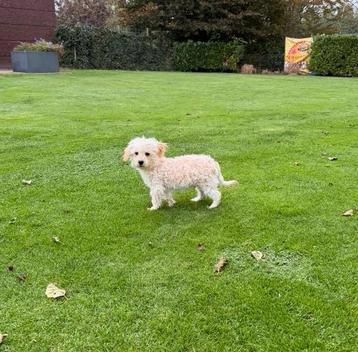 Maltipoo (Maltezer x Poedel) pup reutje beschikbaar voor biedingen