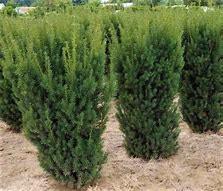 Taxus Hicksii (taxus voor haag met bes) in diverse maten, Tuin en Terras, Planten | Tuinplanten, Overige soorten, Halfschaduw